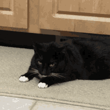 Cat Heater GIF - Cat Heater Harlow GIFs