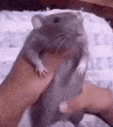 Rat Dancing GIF - Rat Dancing Content Aware GIFs