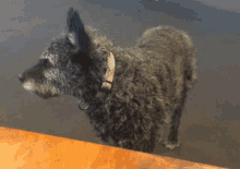 Dog Wag GIF - Dog Wag Tail GIFs