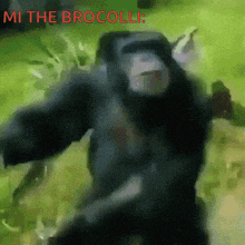a blurry picture of a monkey with the words mi the broccoli