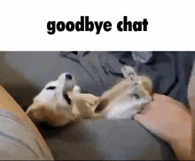Fennec Fox Goodbye Chat GIF - Fennec Fox Goodbye Chat GIFs