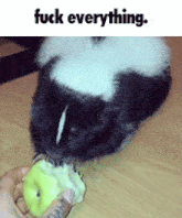 a picture of a skunk eating an apple with the caption " fuck everything " above it