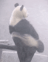 Mood Sad GIF - Mood Sad Panda GIFs