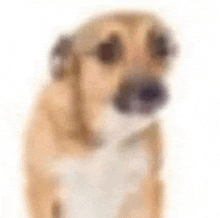 a brown and white dog is looking at the camera with a blurred background .
