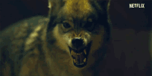 barking curon wolf snarling angry