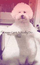 Dogs Cant Actually Do This GIF