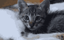 Empoycat Cute Cat GIF - Empoycat Cute Cat Cat Rotating Head GIFs