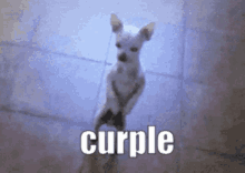 Curple Cali GIF - Curple Cali Purple GIFs