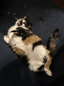 a cat laying on its back on a blue couch