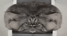 a black and white photo of a cat 's face on a white chair