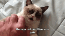 The Original Grumpy Cat GIF