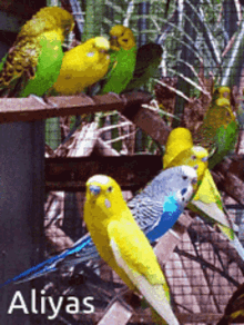 Birdlouse GIF - Birdlouse GIFs