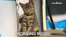 Morning Mood The Pet Collective GIF - Morning Mood The Pet Collective Sleepy GIFs
