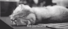 Cats Whome GIF - Cats Whome Cute GIFs