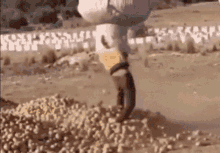 Nature And Potatoes Going Up Insanely GIF - Nature And Potatoes Going Up Insanely GIFs