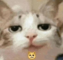 a close up of a cat 's face with a dog emoji on its neck .