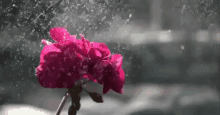 أحلى ورود زهور جميلة ورد العيد GIF