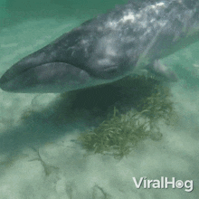 Swimming Viralhog GIF - Swimming Viralhog Whale GIFs