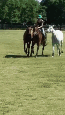 Polo Horses GIF