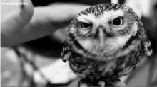 Owl Petting GIF - Owl Petting Cute GIFs