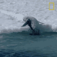 Struggling To Go Ashore National Geographic GIF - Struggling To Go Ashore National Geographic A Young Penguins First Plunge GIFs