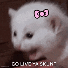 a white cat with a pink bow on its head is being held in someone 's hand .