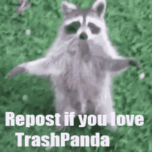 Trashpanda S0ul_tv GIF - Trashpanda S0ul_tv Raccoon GIFs