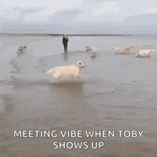Dogs Play GIF - Dogs Play Beach GIFs