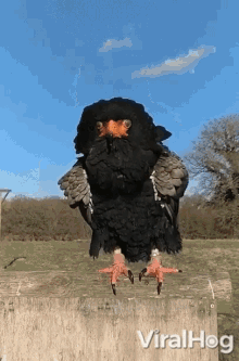 Bird Cleaning GIF