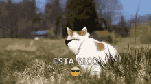 Cat Cool GIF - Cat Cool Swag GIFs