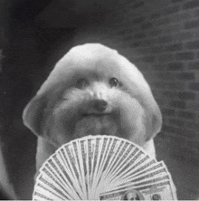 a black and white photo of a dog holding a fan of dollar bills .