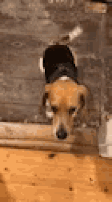 Beagle Dogs GIF - Beagle Dogs Denmark GIFs