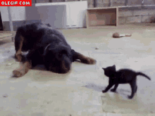 Cat Brave GIF - Cat Brave Rottweiler GIFs