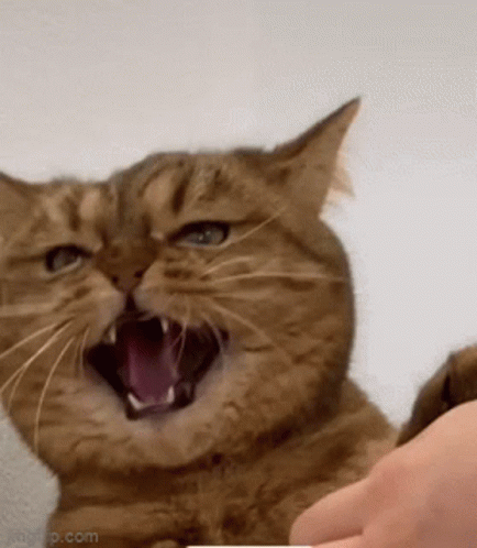 funny angry animals