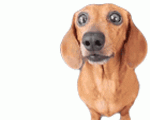 80 hình nền Gif background cute dog cho điện thoại và máy tính
