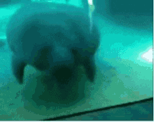 Bump Seal GIF - Bump Seal Aquarium GIFs
