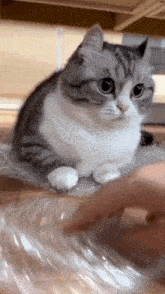 a gray and white cat is sitting on a clear plastic container .