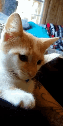 a close up of a cat laying on someone 's lap