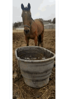 water break horses