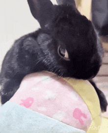 a black rabbit is laying on top of a pink and yellow blanket .