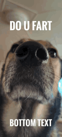 Do U Fart Dog GIF - Do U Fart Dog Bottom Text GIFs