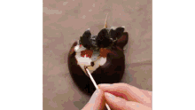 a person is using a toothpick to decorate a chocolate covered strawberry with a christmas tree .