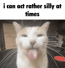 I Can Act Rather Silly At Times Silly GIF - I Can Act Rather Silly At Times Silly Cat GIFs