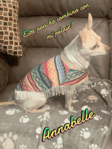 Chihuahua Annabelle GIF