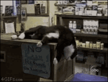a cat is laying on a counter in a store with a sign that says no cash refund on lanstock