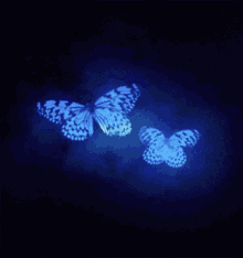 butterfly night peace flying blue