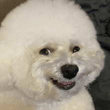 a small white dog with a black nose is smiling and looking at the camera