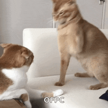 Cat Cat Fight GIF