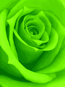 Colorful Rose GIF - Colorful Rose C Lose Up GIFs