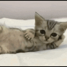 a small kitten is laying on its back on a bed looking at the camera .